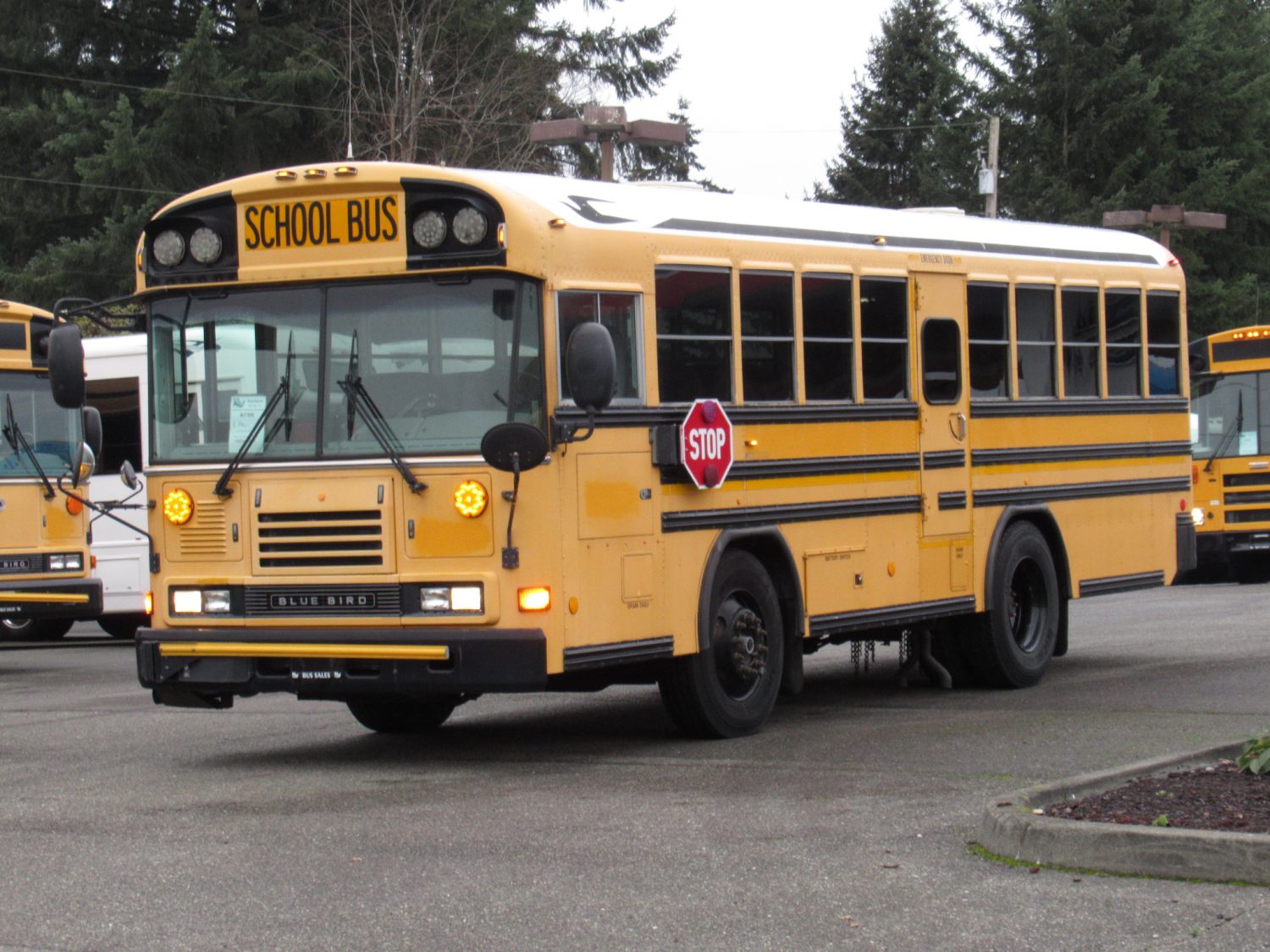 2006 Bluebird All American 14+3 Passenger ADA School Bus - B37890 - Image 2