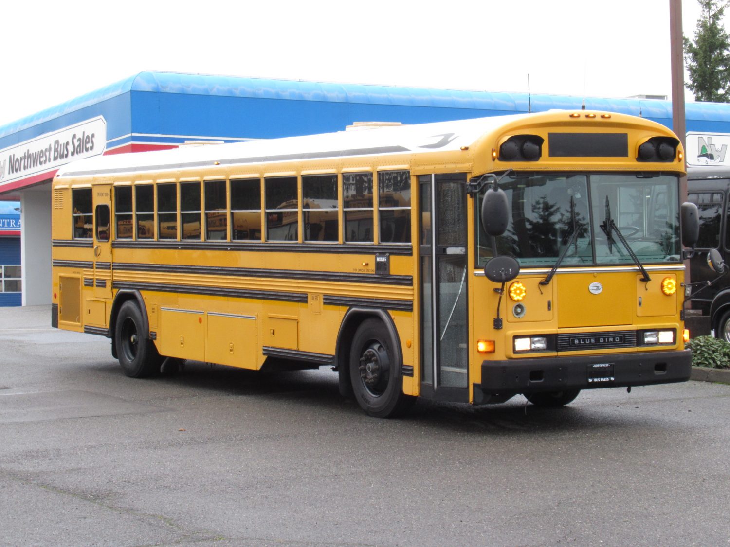 2003 Blue Bird All American 75 Passenger School Bus - B12399