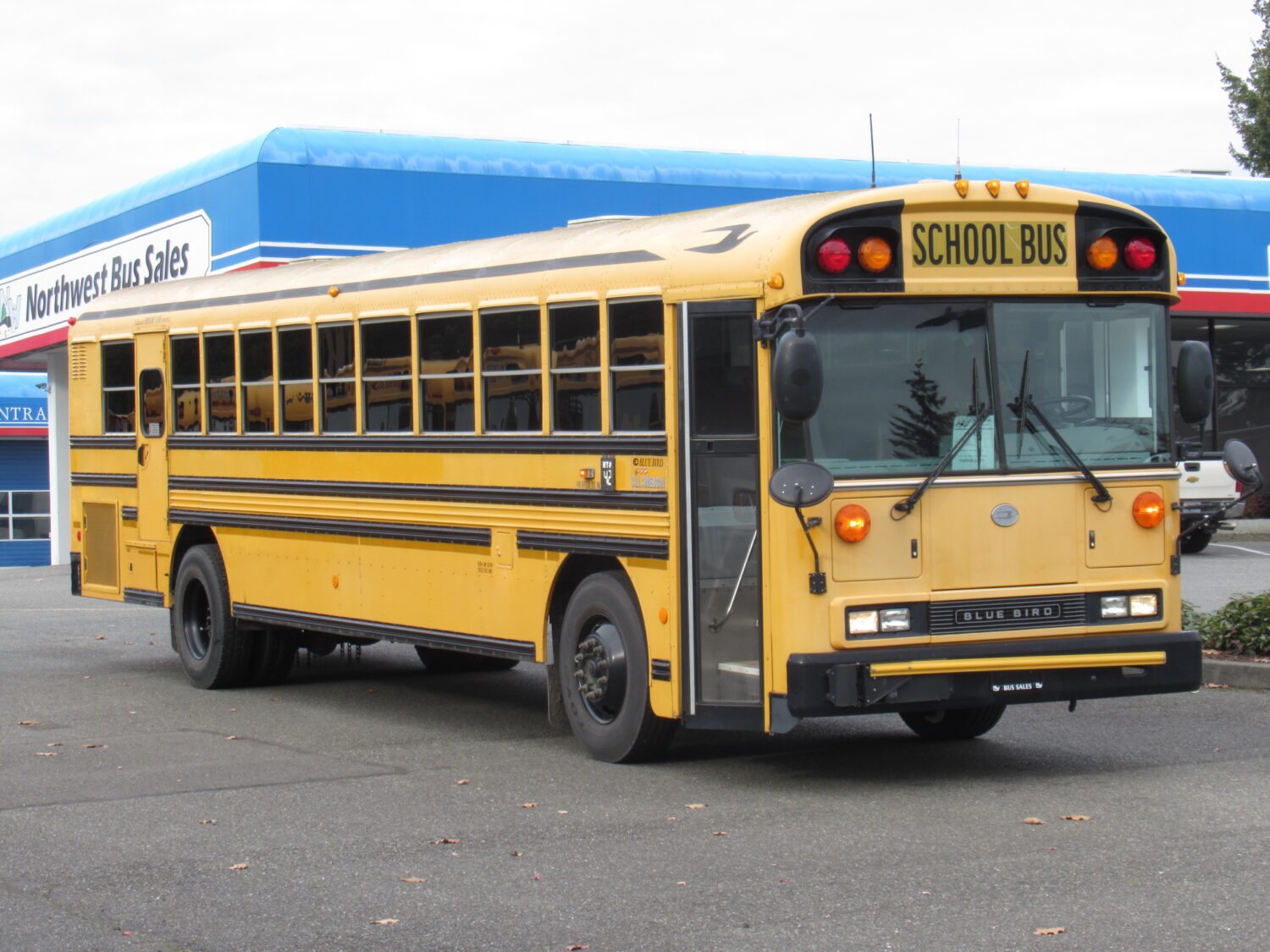 2009 Bluebird All American 78 Passenger School Bus - B64177